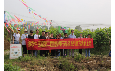 桑椹滿枝頭，采摘正當時- 神農(nóng)中醫(yī)館鮮桑椹合作基地采摘紀實